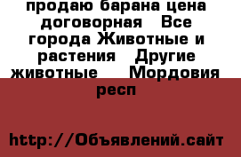продаю барана цена договорная - Все города Животные и растения » Другие животные   . Мордовия респ.